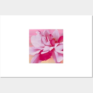 Fuchsia Petals Floral Posters and Art